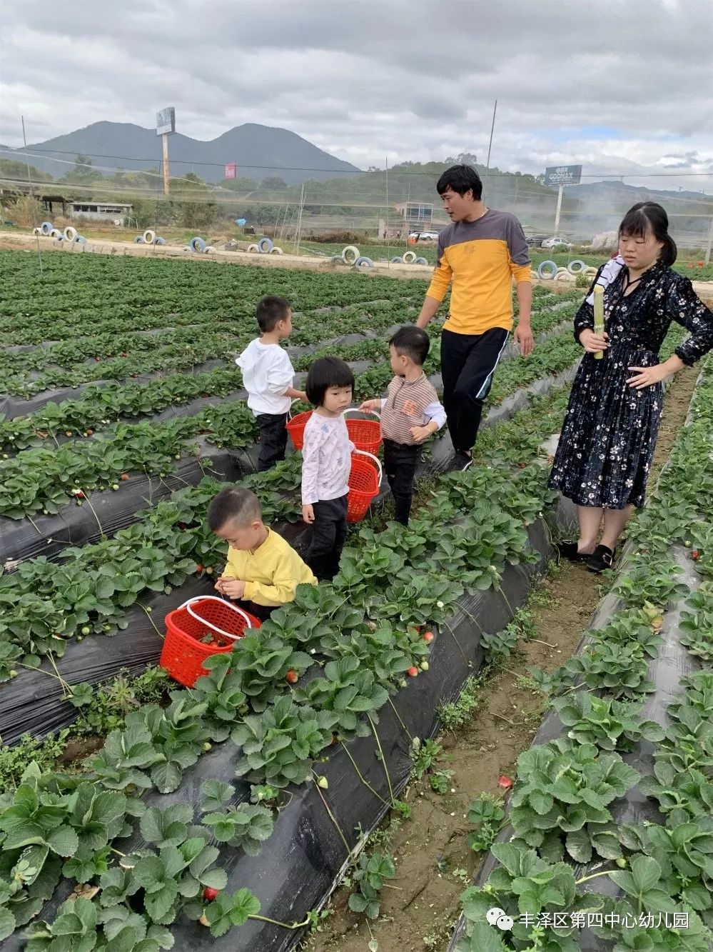 采摘活动，与自然共舞的乐趣